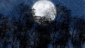 Скрипка ночи