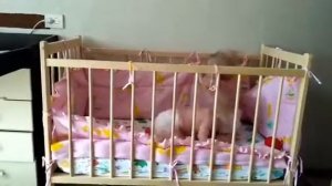 Ну чем не львята