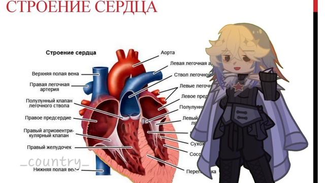 ваше.. сердце свободно? (Сербия и Россия)(автор кантри, видео гача) смотреть онлайн