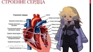 ваше.. сердце свободно? (Сербия и Россия)(автор кантри, видео гача)