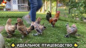 Идеальное птицеводство достойно восхищения 🐓🦆🦢🦚🦃🐔 эпизод (333)