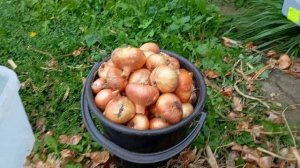 Перебираю лук.