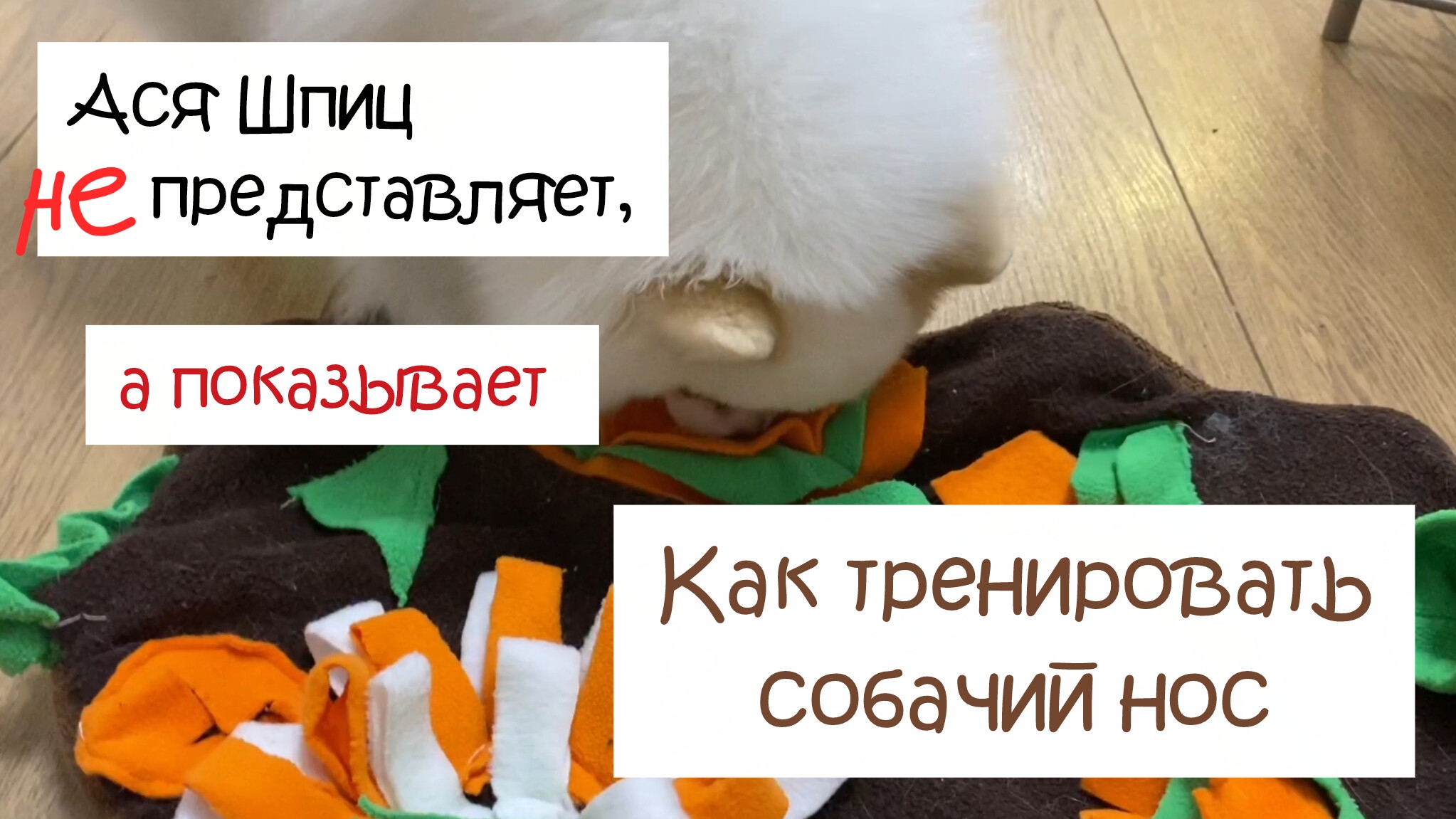 Как тренировать собачий нос смотреть онлайн