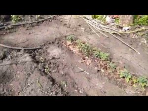 ЕЙСК. ДАЧИ  продолжаю заливать пол в кухне. Высадила цветы! Тайсон скучает.