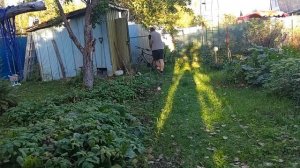 Собрала капусту, засолила огурцы, испекла шарлотку.