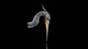 2025_08_15_Обсуждение_Реформа_Здоровья_По_Вере_Воздержание