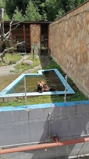 Умный медведь в зоопарке Тебердинского заповедника. смотреть онлайн