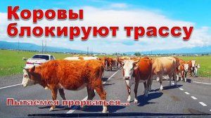 Коровы блокируют дорогу. Пытаемся прорваться