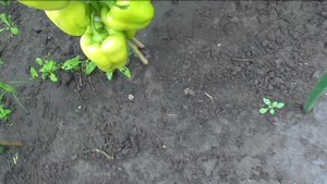Лучшие перцы на моем огороде