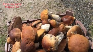 КАК МЫ ЗА ГРИБАМИ В ЛЕС ХОДИЛИ.