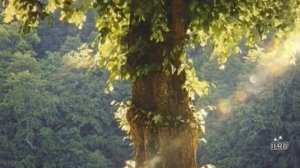 Аудио истории из жизни слушать онлайн. Бабушка, которая умела молиться...