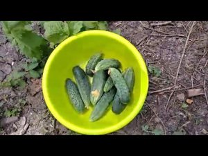 ЕЙСК. ДАЧИ ТАЙСОН НАУЧИЛСЯ СИДЕТЬ НА ПОПЕ! МОЙ ОГОРОД. СПЕЕТ СМОРОДИНА И ИРГА!