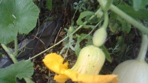 Обзор: выбравшаяся за ограду тыква, сорта Богатырская Сила"