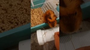 Нет вкусняшек, так и сено можно пожевать