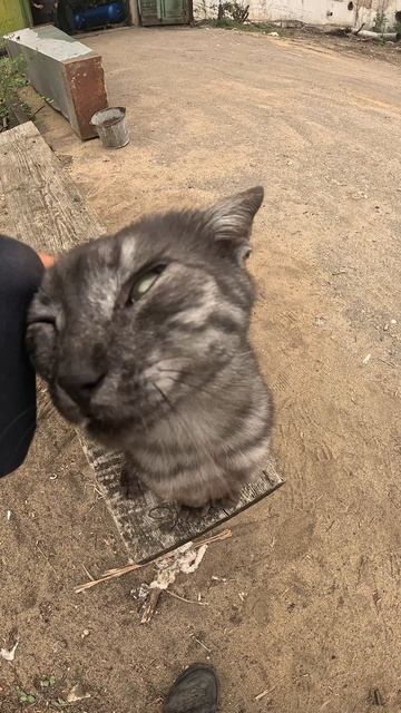 Котя Хороший