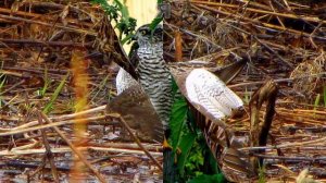 Птицы Вятского края.