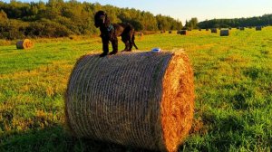 Приключения БАРОНА.Часть 1