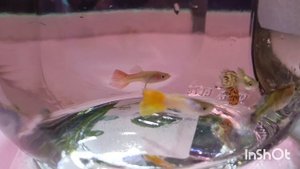 Прикупила новых рыбок ☺🐠 посмотрим как подружатся 🙂 #аквариум #гуппи