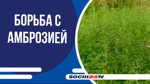 В Сочи проходят мероприятия по борьбе с амброзией