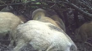 Кабанчики фото ловушка