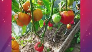 Минусинские сорта томатов. г. Киров