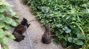 Отдых перед домом.