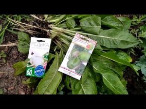 ЕЙСК. ДАЧИ Тёплый пол - это.. Варенье готово.Тайсон плохо переносит жару.Нашла у него в лапе занозу