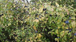 Пробное видео Экшен камеры качество видео и звука и цветопередачи   Aceline S-20