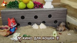 Видео для кошек про крысок развлекать питомцев 🐭🐀😂 (303)