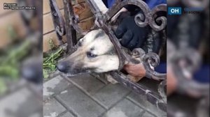 В Орловском МО любопытная собака попала в беду