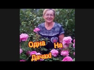 Посадила малину. Огородные дела.