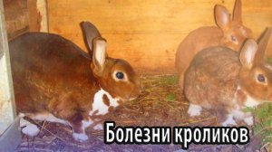 Болезни кроликов профилактика, симптомы, лечение.