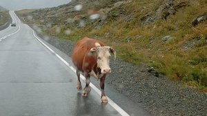 Снежные вершины,крутые повороты Горный Алтай,отдых😁👍❄️