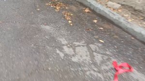 команда гусей 🪿