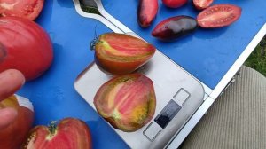 Обзор новых сортов томатов,29 августа 2025г