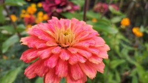 Осень дождливая страна грез