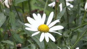 Синоптики рассказали о погоде в Вологодской области