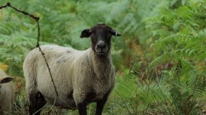 14326490_3840_2160_25fps