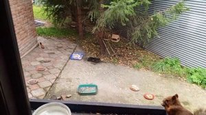 суета в вольном зоопарке за окном