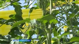 На Ставрополье наращивают производство тепличных овощей, а вот с грунтовыми проблема