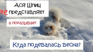 Прогулка с собакой. Куда подевалась весна?