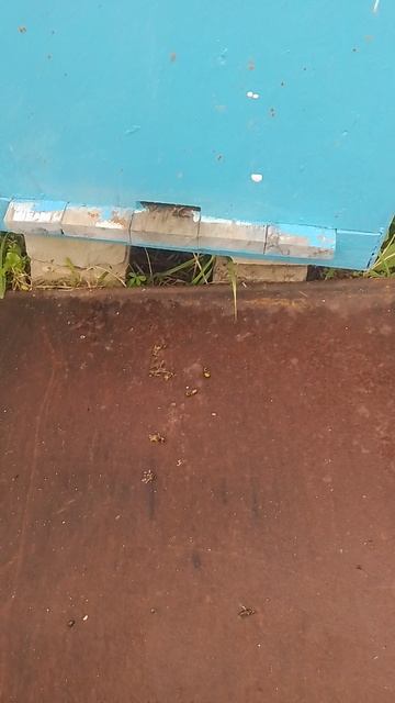 Мешают ли осы пчёлам? смотреть онлайн