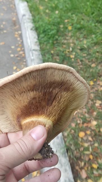 Грибы в парке. смотреть онлайн