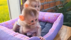 Обезьянки 2 малюточки сцепленные обживтся попискивают Ждут молока спокойно