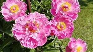 Пионы нашего сада 2025, называю сорта.