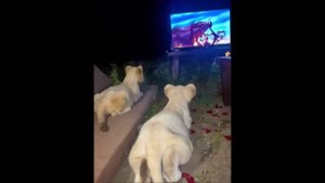 Увлекательных сновидений, Страна!