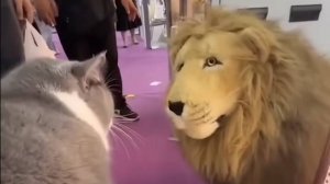 Смешные видео с кошками😂 (ПОДБОРКА №14) 😍 😂 🐱