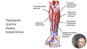 АНАТОМИЯ вторая часть МЫШЦЫ 1