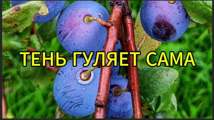 Тень, которая гуляет сама по себе