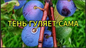 Тень, которая гуляет сама по себе